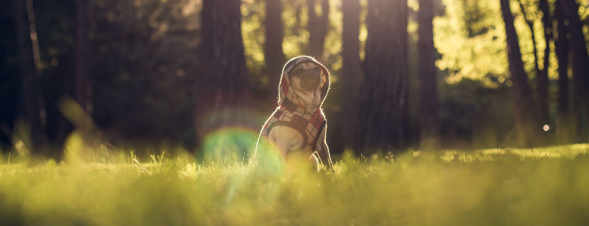 Dog walking in West Oxfordshire