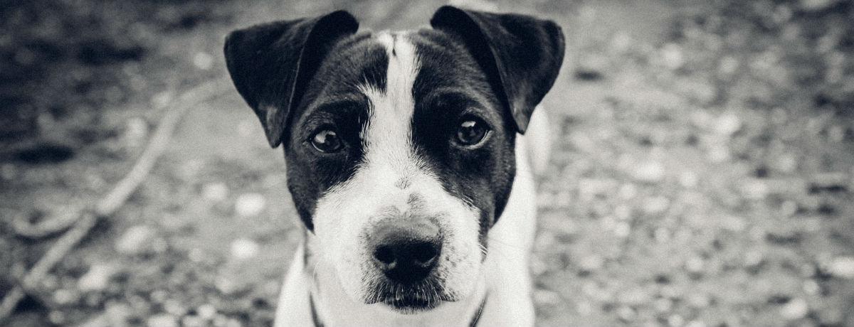 The best for your dog, the best for you